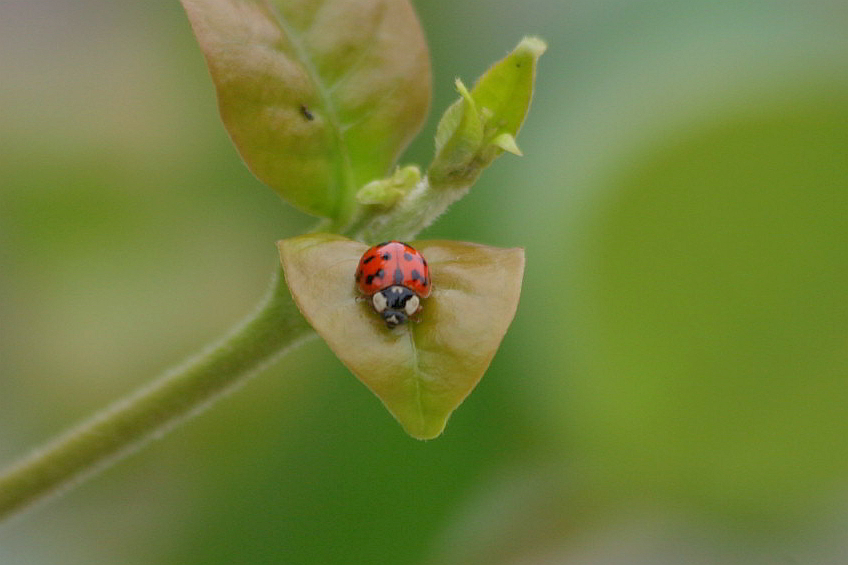 coccinelide